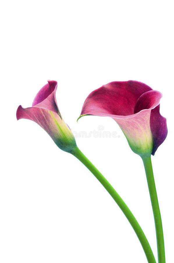 紫色海芋属植物花库存图片 图片包括有背包 百合 宏指令 上升了 花瓣 粉红色 紫色 紫色海芋属植物花库存图片 图片包括有背包 百合 宏指令 上升了 花瓣 粉红色 紫色