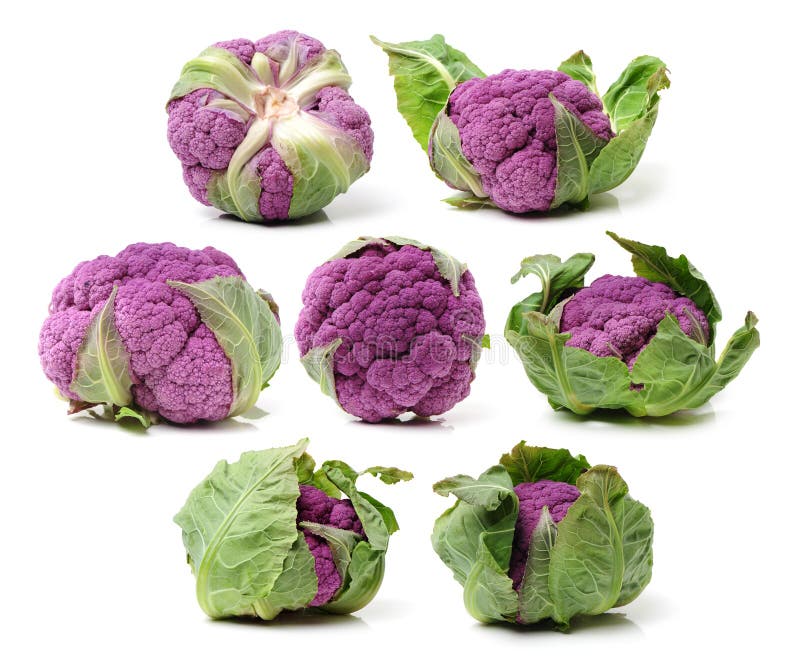 紫色花椰菜库存照片 图片包括有关闭 紫色 可食 详细资料 食物 查出 庭院 圆白菜 紫色花椰菜库存照片 图片包括有关闭 紫色 可食 详细资料 食物 查出 庭院 圆白菜