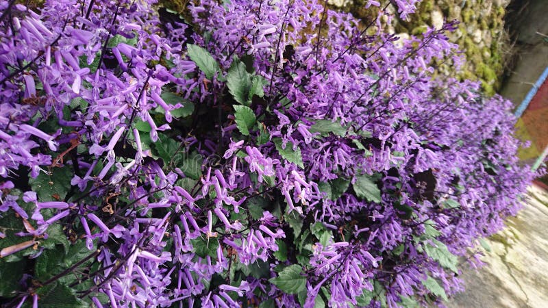 紫色花的未知的种类库存照片 图片包括有新近地 激昂 樱桃 充分 显示 长期 巴西 可能