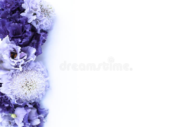 紫色调的节日花卉排列白色背景中精致的紫色和蓝色花库存图片 图片包括有礼品 新鲜 问候 花卉 紫色调的节日花卉排列白色背景中精致的紫色和蓝色花库存图片 图片包括有礼品 新鲜 问候 花卉