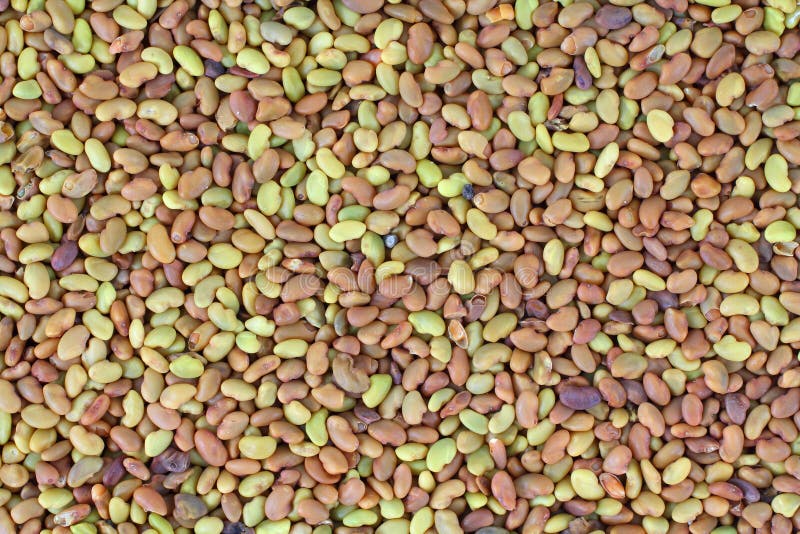 紫花苜蓿种子库存照片 图片包括有豆类 几个 视图 食物 干草 来源 紫花苜蓿 关闭 紫花苜蓿种子库存照片 图片包括有豆类 几个 视图 食物 干草 来源 紫花苜蓿 关闭
