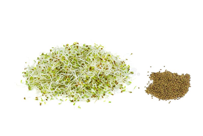 紫花苜蓿芽和种子库存照片 图片包括有 紫花苜蓿芽和种子库存照片 图片包括有