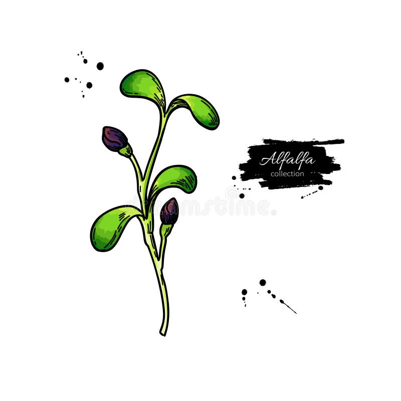 紫花苜蓿芽载体绘制佳华蕊插图幼苗的离体草图向量例证 插画包括有线路 宏指令 成份 图画 紫花苜蓿芽载体绘制佳华蕊插图幼苗的离体草图向量例证 插画包括有线路 宏指令 成份 图画