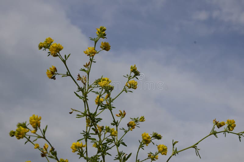 紫花苜蓿 紫花苜蓿 以饲草为主 又是野生药用植物库存图片 图片包括有卢塞恩 收获 军医 食物