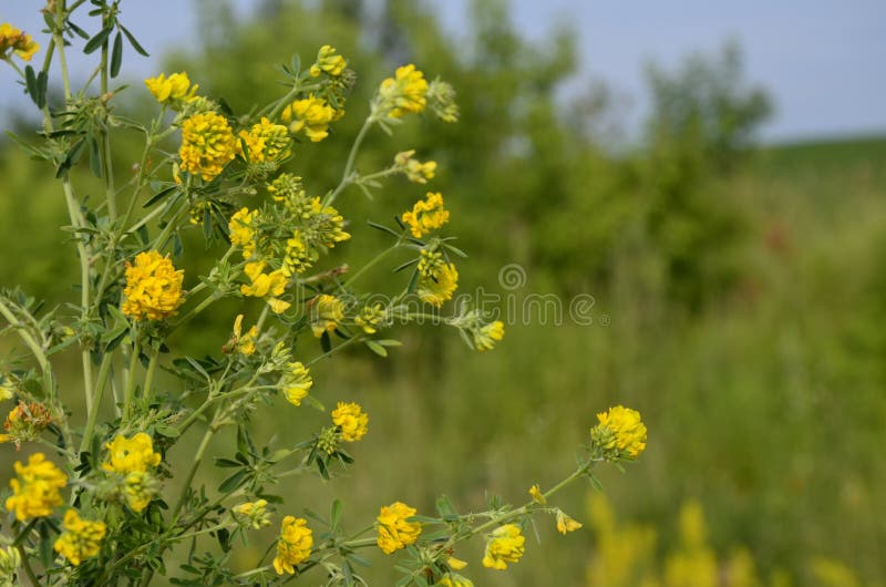 紫花苜蓿 紫花苜蓿 以饲草为主 又是野生药用植物库存图片 图片包括有卢塞恩 收获 军医 食物 紫花苜蓿 紫花苜蓿 以饲草为主 又是野生药用植物库存图片 图片包括有卢塞恩 收获 军医 食物