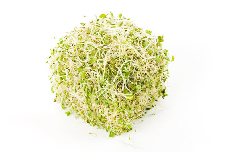 紫苜蓿苗芽库存照片 图片包括有背包 紫花苜蓿 幼木 食物 查出 发芽 关闭 新芽 空白 紫苜蓿苗芽库存照片 图片包括有背包 紫花苜蓿 幼木 食物 查出 发芽 关闭 新芽 空白
