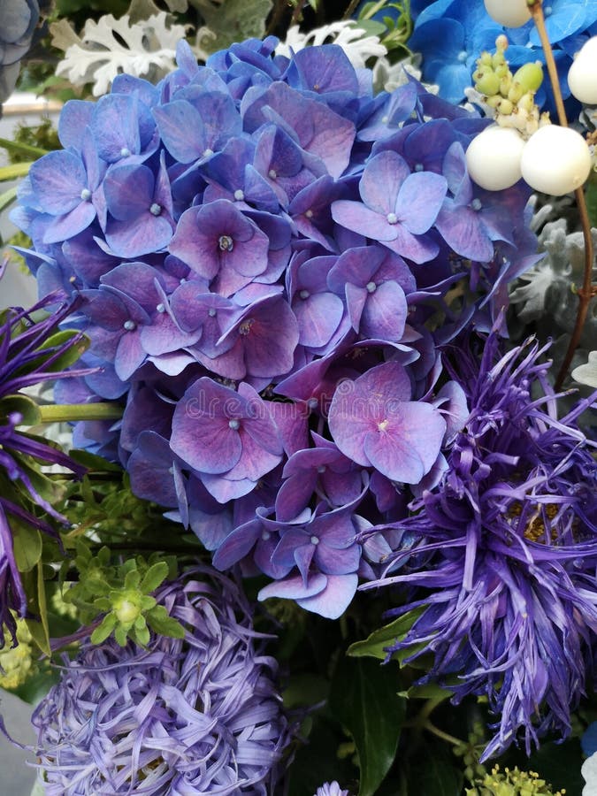 紫蓝绣球花紫菊花绣球花库存图片 图片包括有照亮 五颜六色 粉红色 典雅 纰漏 庭院 紫蓝绣球花紫菊花绣球花库存图片 图片包括有照亮 五颜六色 粉红色 典雅 纰漏 庭院