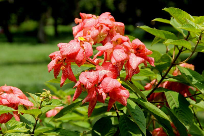 Mussaenda Erythrophylla热带山茱萸常青灌木库存图片 图片包括有粉红色 研究 Mussaenda Erythrophylla热带山茱萸常青灌木库存图片 图片包括有粉红色 研究