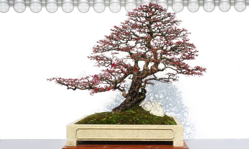 红叶盆景树盆景库存照片 图片包括有杜松 艺术 针叶树 庭院 背包 园艺 灌木 装饰 红叶盆景树盆景库存照片 图片包括有杜松 艺术 针叶树 庭院 背包 园艺 灌木 装饰