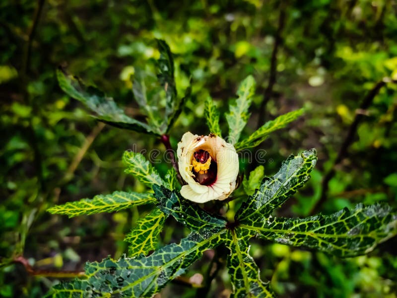 奥克拉 Abelmoschus Esculentus 在许多英语国家被称为 女人的手指或赭色 是植物中的开花植物库存图片 图片包括有叶子 健康