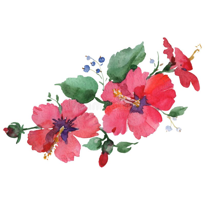 红芙蓉花植物花水彩背景集隔离花束插图元件库存例证 插画包括有工厂 花束 木槿 花卉 花瓣