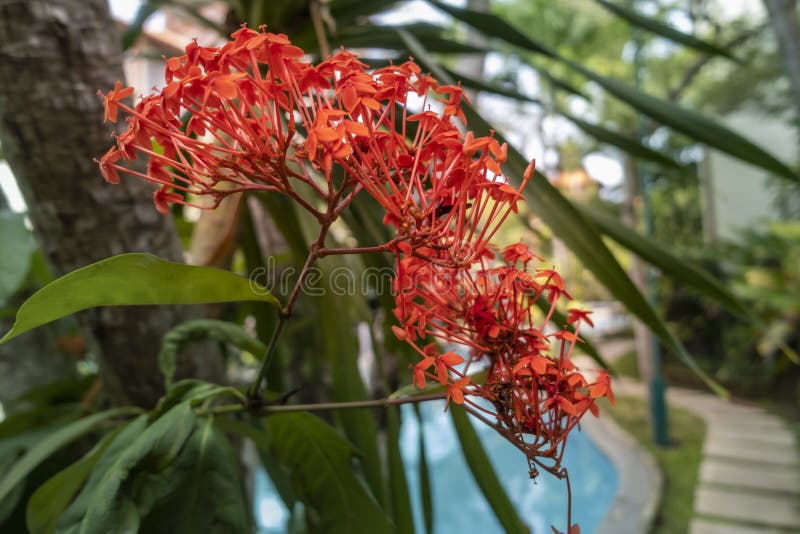红茜科 令人惊叹的热带植物 有许多美丽的红花印尼巴厘岛花园中的红艾克索拉花库存图片 图片包括有绿色