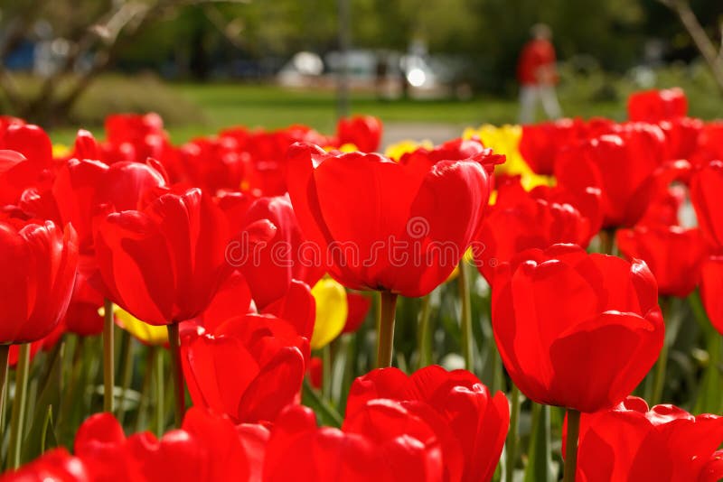 红黄色郁金香花的花坛库存照片 图片包括有花瓣 叶子 城市 没人 工厂 公园 芬兰 蠢材 红黄色郁金香花的花坛库存照片 图片包括有花瓣 叶子 城市 没人 工厂 公园 芬兰 蠢材