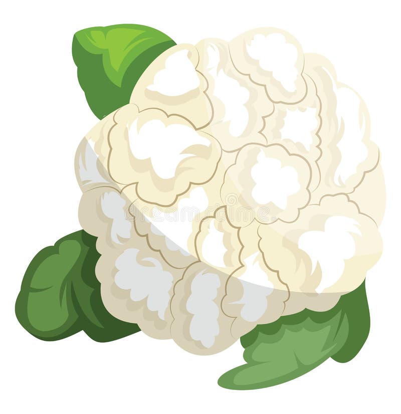 与绿色叶子的花椰菜向量例证 插画包括有对象 原始 健康 蔬菜 图象 新鲜 饮食 素食者