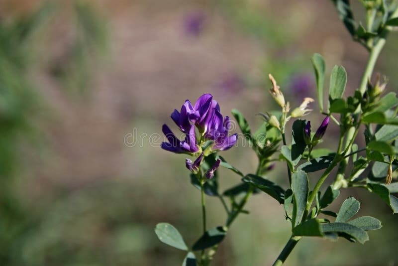 绿叶间紫花苜蓿单花鲜花库存照片 图片包括有自治权 紫花苜蓿 装饰 草甸 生气勃勃 批次 绿叶间紫花苜蓿单花鲜花库存照片 图片包括有自治权 紫花苜蓿 装饰 草甸 生气勃勃 批次