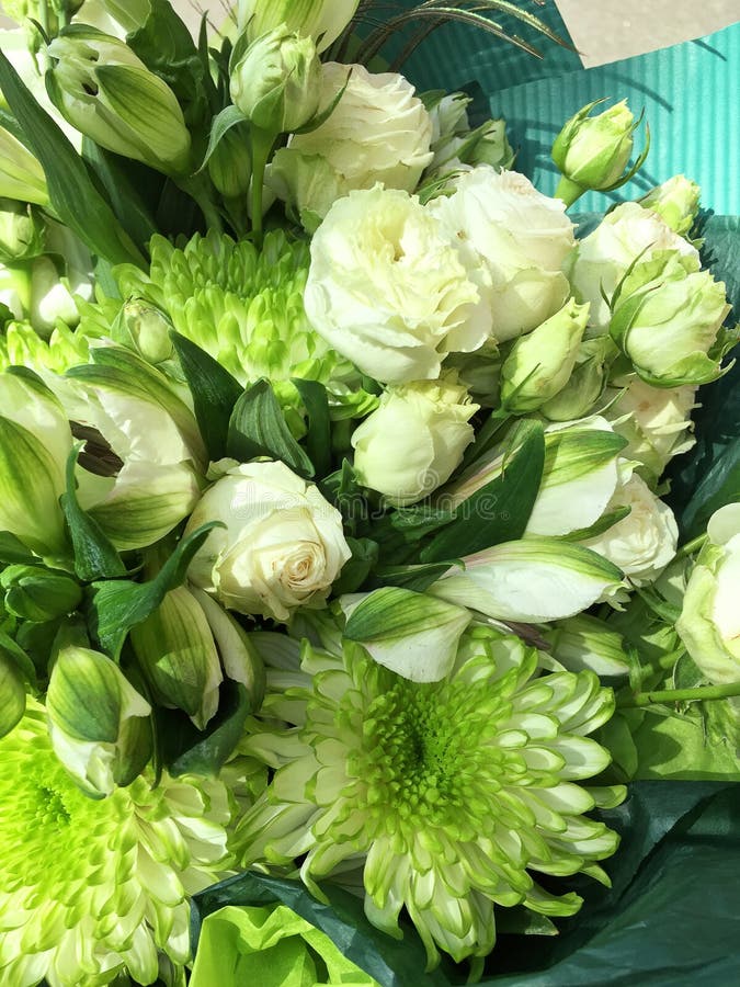 绿白相间的花束美丽的鲜花背景绿菊花白莲库存照片 图片包括有颜色 宏指令 高雅 叶子 花卉 绿白相间的花束美丽的鲜花背景绿菊花白莲库存照片 图片包括有颜色 宏指令 高雅 叶子 花卉