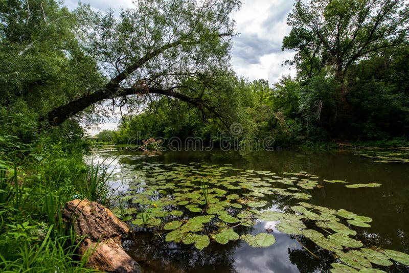 绿色的夏日风景 一艘被绑在湖岸的船 上面种满芦苇和百合 还有一只鹭隐匿库存图片 图片包括有百合 隐藏
