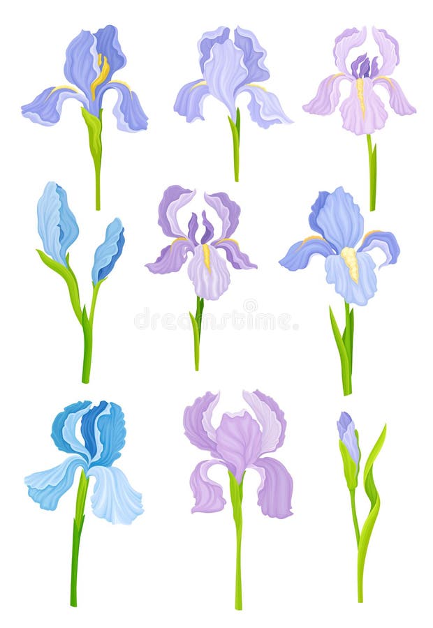绿色直立茎集上的紫花鸢尾花向量例证 插画包括有柔和 自然 开花 草甸 有机 艺术 庭院 绿色直立茎集上的紫花鸢尾花向量例证 插画包括有柔和 自然 开花 草甸 有机 艺术 庭院