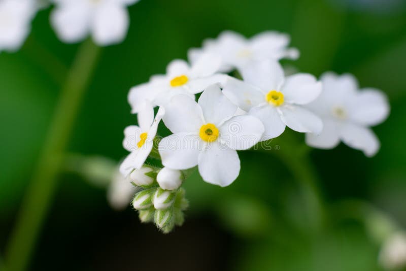 野生勿忘草开花背景勿忘我草照片库存照片 图片包括有勿忘我草照片 野生勿忘草开花背景 野生勿忘草开花背景勿忘我草照片库存照片 图片包括有勿忘我草照片 野生勿忘草开花背景