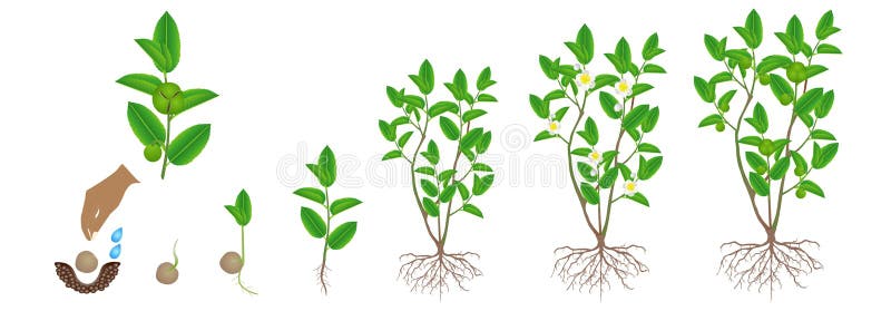 花椰菜植物成长的周期白色背景的向量例证 插画包括有问题的 动画片 距离 题头 可口 圆白菜 花椰菜植物成长的周期白色背景的向量例证 插画包括有问题的 动画片 距离 题头 可口 圆白菜