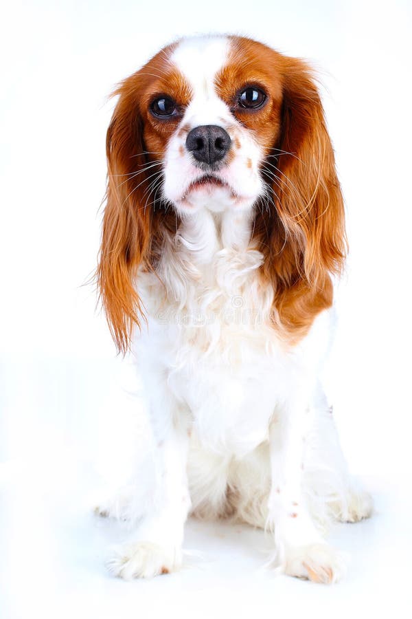 美丽的友好的骑士国王查尔斯狗狗纯血统似犬训练的狗小狗blenheim西班牙猎狗狗小狗库存照片 图片包括有聪明 逗人喜爱 美丽的友好的骑士国王查尔斯狗狗纯血统似犬训练的狗小狗blenheim西班牙猎狗狗小狗库存照片 图片包括有聪明 逗人喜爱
