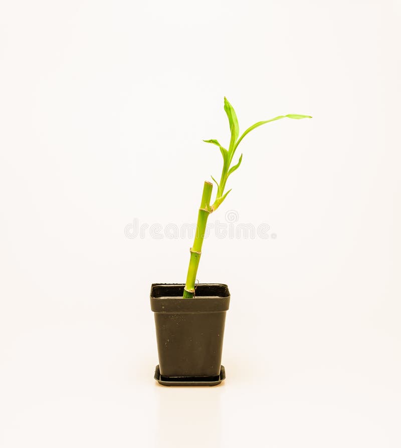 幸运的植物在新年市场上 香港库存照片 图片包括有 幸运的植物在新年市场上 香港库存照片 图片包括有
