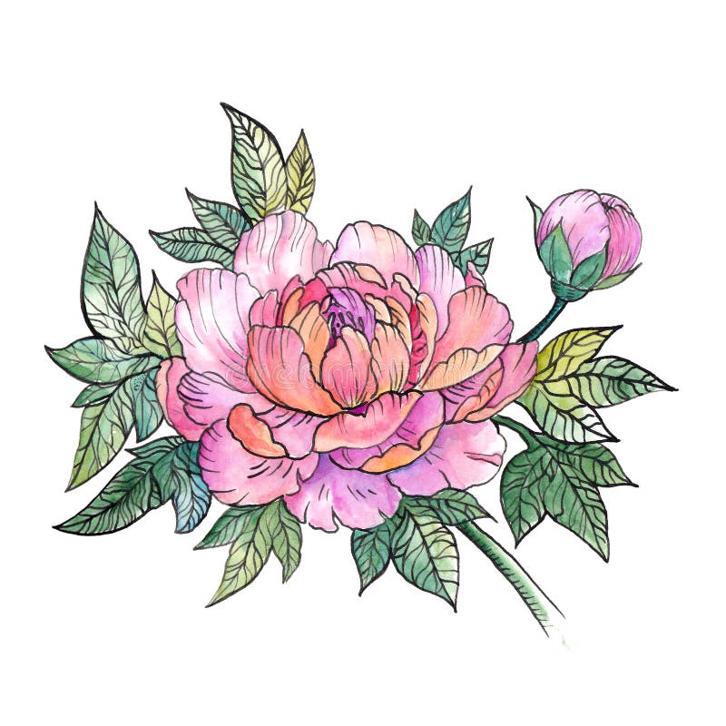 美丽的牡丹花 牡丹花束 纹身花刺库存例证 插画包括有叶子 本质 墨水 水彩 设计 粉红色 美丽的牡丹花 牡丹花束 纹身花刺库存例证 插画包括有叶子 本质 墨水 水彩 设计 粉红色