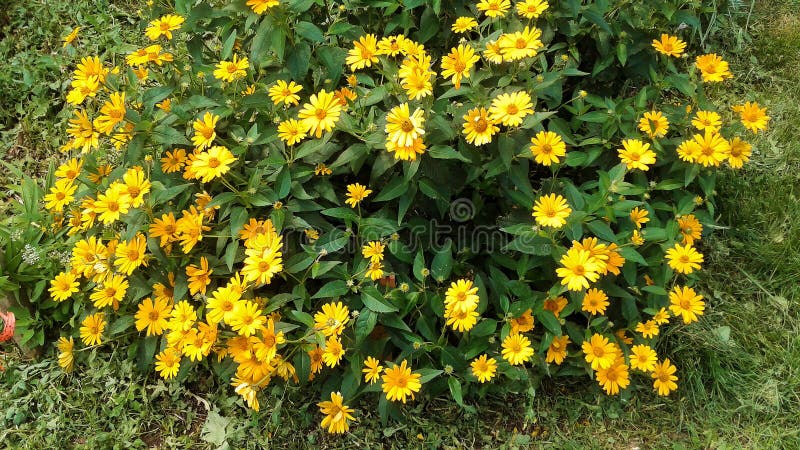 美丽的玛格丽特雏菊库存图片 图片包括有黄色 庭院 雏菊 叶子 夏天 绿色 公园 本质 美丽的玛格丽特雏菊库存图片 图片包括有黄色 庭院 雏菊 叶子 夏天 绿色 公园 本质