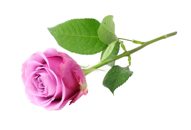美丽的玫瑰蔷薇 在洋红色和粉红色之间 与世隔绝 在白色背景中 躺下 没有阴影库存图片 图片包括有叶子 花卉
