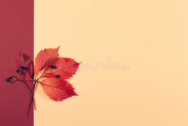 美丽的秋红叶 深色浆果以桃色和红色为背景秋色库存图片 图片包括有庭院 背包 装饰 本质