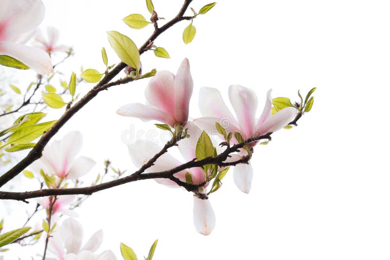 木兰花和花瓣为海报邀请函和贺卡设计画图白色的木兰花在枝条上来自天然的乔木植物是分离的元素图库矢量图作者：©, 58% OFF