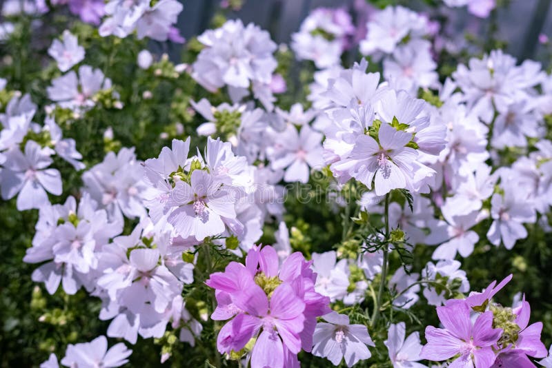 美丽的花 初夏花库存照片 图片包括有结构树 生态 杉木 夏天 季节 工厂 蓝色 本质 美丽的花 初夏花库存照片 图片包括有结构树 生态 杉木 夏天 季节 工厂 蓝色 本质