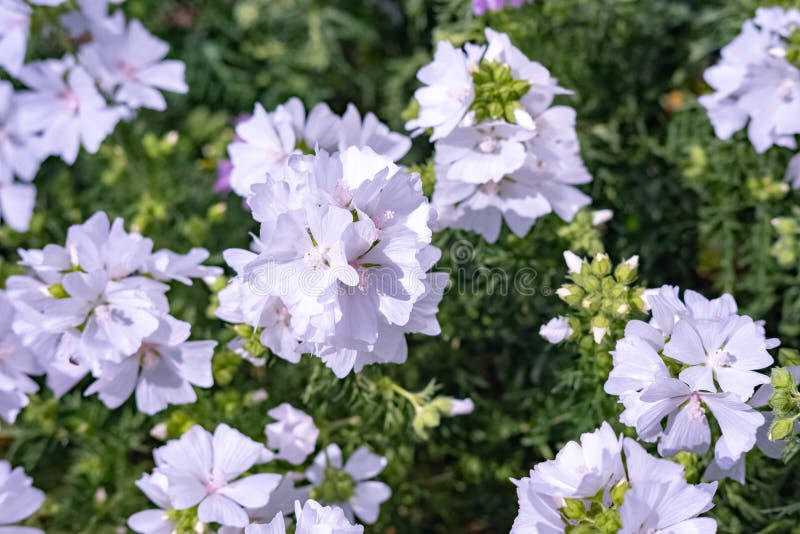 美丽的花 初夏花库存照片 图片包括有结构树 生态 杉木 夏天 季节 工厂 蓝色 本质 美丽的花 初夏花库存照片 图片包括有结构树 生态 杉木 夏天 季节 工厂 蓝色 本质
