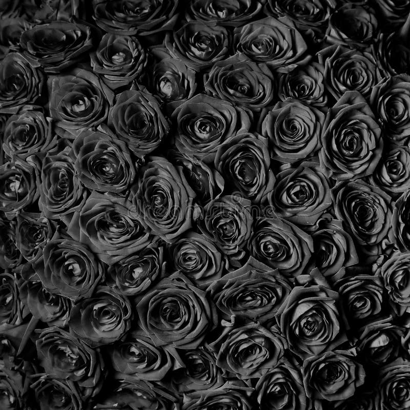 美丽的黑玫瑰花背景库存照片 图片包括有特写镜头 开花 花瓣 言情 投反对票 可爱 背包