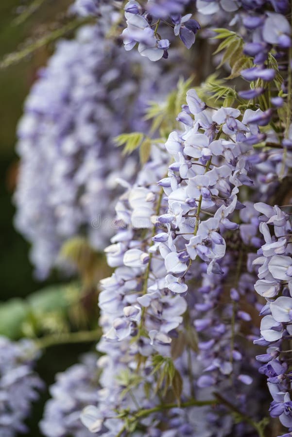 美丽的紫藤攀登老砖墙用英语的floribunda 库存图片 图片包括有季节 春天 不列塔尼的 乡下