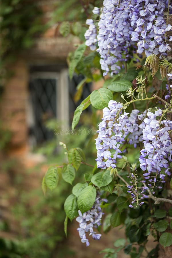 美丽的紫藤攀登老砖墙用英语的floribunda 库存图片 图片包括有季节 春天 不列塔尼的 乡下 美丽的紫藤攀登老砖墙用英语的floribunda 库存图片 图片包括有季节 春天 不列塔尼的 乡下