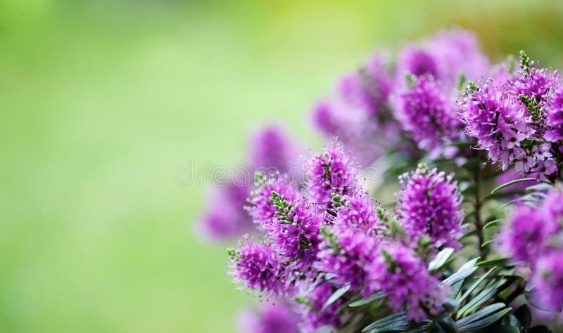 Veronica花库存图片 图片包括有 Veronica花库存图片 图片包括有