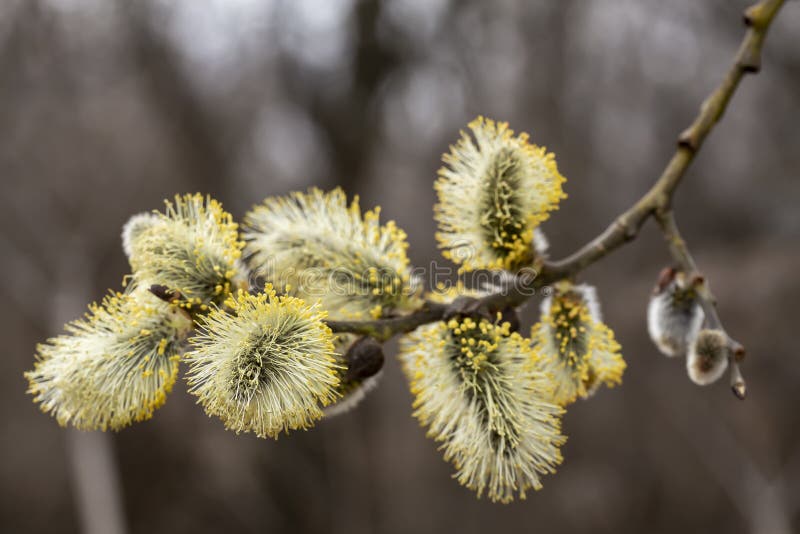 一黄花柳柳属caprea的美丽 蓬松黄色肾脏与花粉的 在昏暗的前面 在一个温暖的春日e 库存照片 图片包括有及早 公园