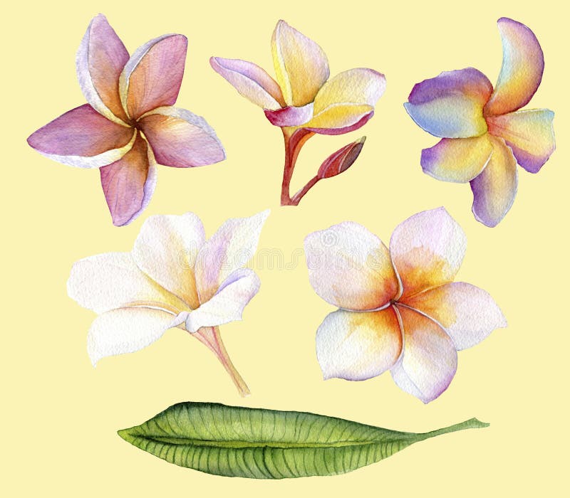 赤素馨花 泰国花汇集向量例证 插画包括有阵雨 温泉 夏威夷 设计 符号 热带 照亮 传统 赤素馨花 泰国花汇集向量例证 插画包括有阵雨 温泉 夏威夷 设计 符号 热带 照亮 传统