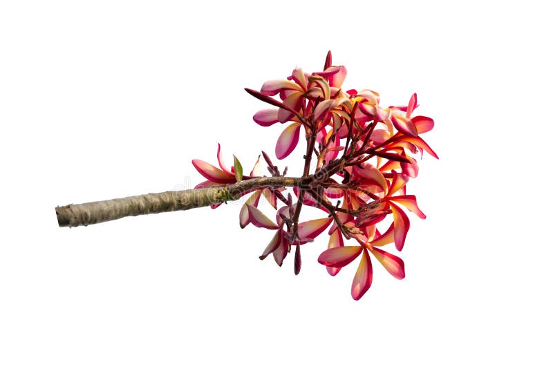 羽毛花赤素馨花 鸡蛋花库存图片 图片包括有背包 五颜六色 夏威夷 浪漫 橙色 设计 工厂 羽毛花赤素馨花 鸡蛋花库存图片 图片包括有背包 五颜六色 夏威夷 浪漫 橙色 设计 工厂