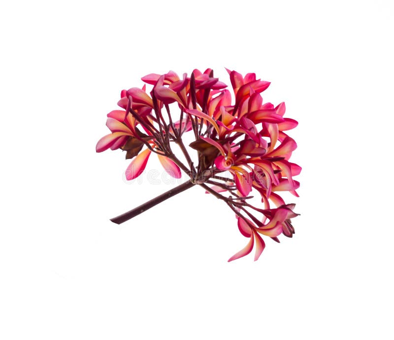 羽毛花赤素馨花 鸡蛋花库存图片 图片包括有背包 五颜六色 夏威夷 浪漫 橙色 设计 工厂 羽毛花赤素馨花 鸡蛋花库存图片 图片包括有背包 五颜六色 夏威夷 浪漫 橙色 设计 工厂