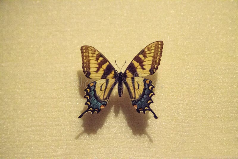 蝶標本　Papilio glaucus　USA