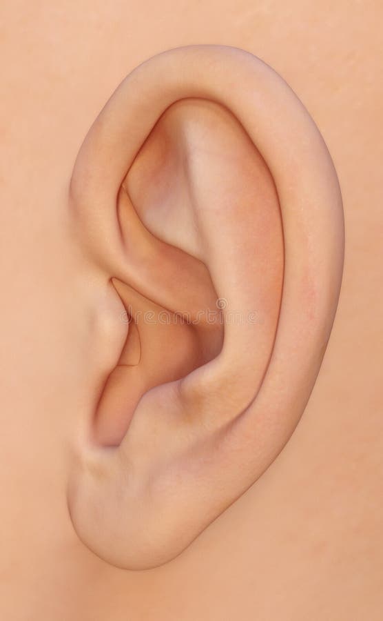 耳廓 外面耳朵解剖学库存照片 图片包括有鼓膜 声音 外部 音响员 停住 外面 耳聋 皮肤