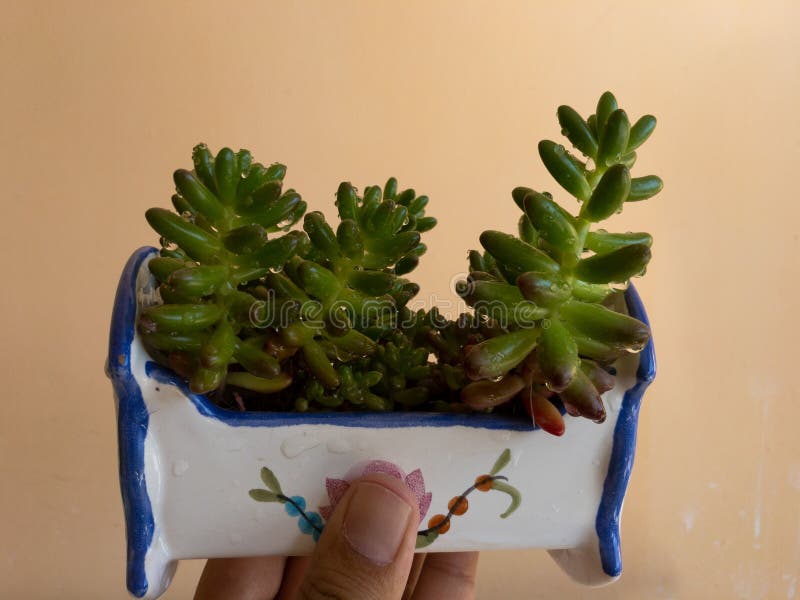 肉豆多肉植物或肉豆多肉植物 在一只手的背景中库存图片 图片包括有详细资料 特写镜头 问题的