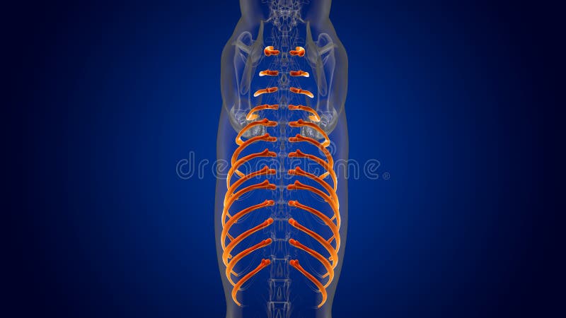 肋骨犬骨架解剖学概念3d 库存例证 插画包括有尾部 肩胛骨 腰部 骨盆 末端 翻译 更低 肋骨犬骨架解剖学概念3d 库存例证 插画包括有尾部 肩胛骨 腰部 骨盆 末端 翻译 更低