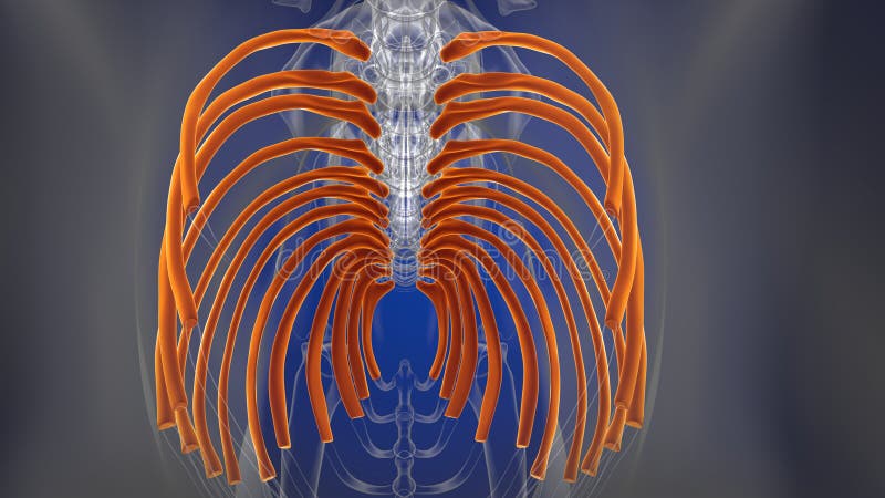 肋骨犬骨架解剖学概念3d 库存例证 插画包括有尾部 肩胛骨 腰部 骨盆 末端 翻译 更低 肋骨犬骨架解剖学概念3d 库存例证 插画包括有尾部 肩胛骨 腰部 骨盆 末端 翻译 更低