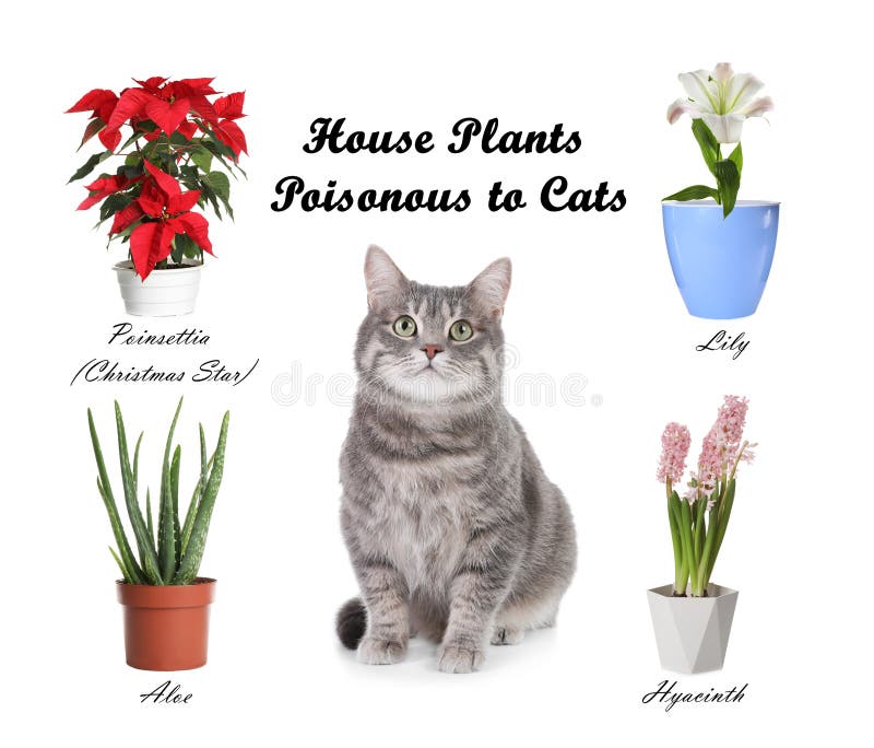 背景中对猫猫咪有毒的一组家用植物库存照片 图片包括有有机 家庭 小猫 绿色 关心 列表 背景中对猫猫咪有毒的一组家用植物库存照片 图片包括有有机 家庭 小猫 绿色 关心 列表
