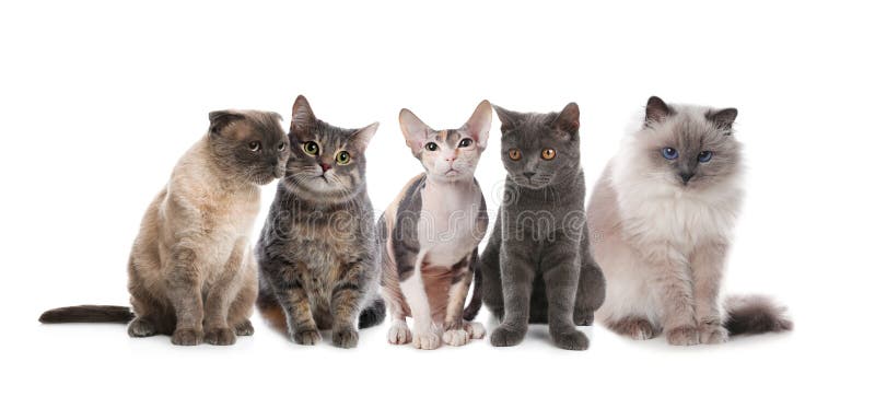 背景中的可爱猫可爱的宠物库存照片 图片包括有全部赌注 食肉动物 伴随 愉快 国内 灰色 背景中的可爱猫可爱的宠物库存照片 图片包括有全部赌注 食肉动物 伴随 愉快 国内 灰色