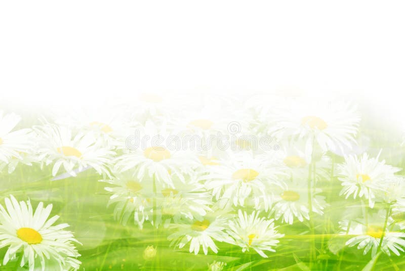 背景雏菊开花草阳光库存照片 图片包括有照亮 生长 区域 叶子 草甸 自然 字段 庭院
