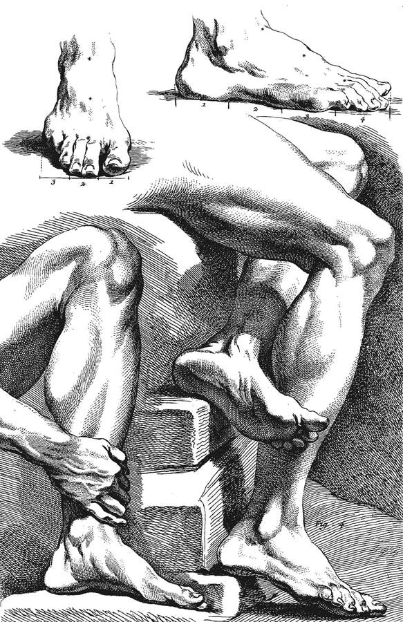 脚解剖学和比例向量例证 插画包括有男人 零件 板刻 英尺 男性 反气旋 背包 现有量